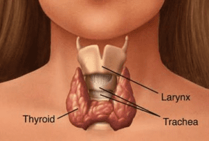 thyroid