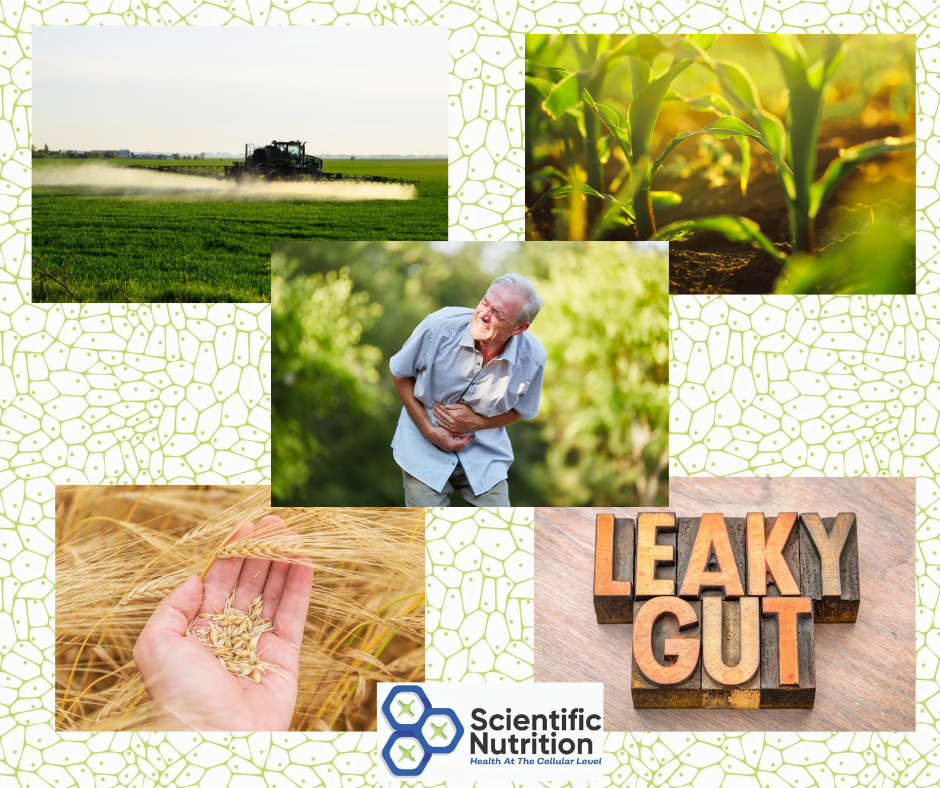 You are currently viewing Bt toxins, Glyphosate and your gut health