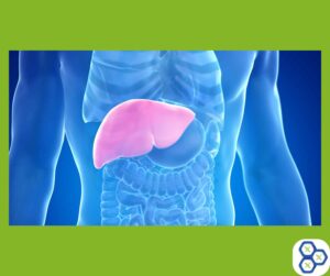 Read more about the article Liver Detox: Essential for Health, Symptoms, Benefits, and Solutions