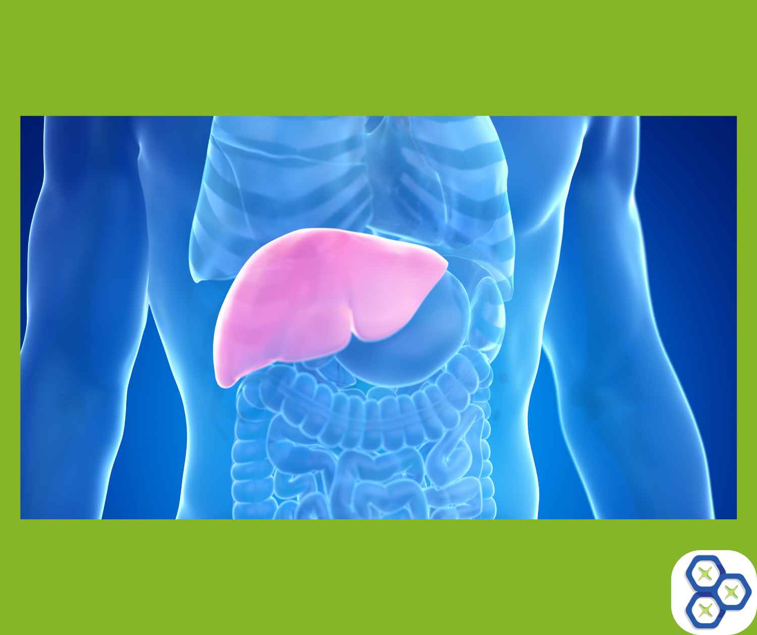 You are currently viewing Liver Detox: Essential for Health, Symptoms, Benefits, and Solutions