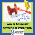 What the thyroid hormone T3 does or why is T3 important?
