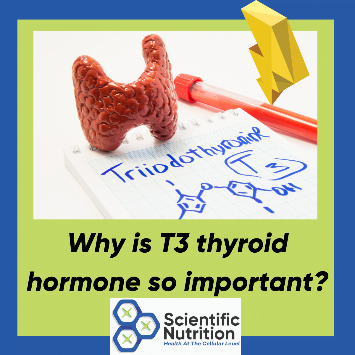 You are currently viewing Have you ever wondered what the thyroid hormone T3 does or why is T3 important?