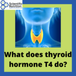 What T4 thyroid hormone does & how to improve T4 conversion?