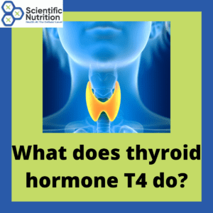 Read more about the article What does your T4 thyroid hormone do and how to improve T4 conversion?