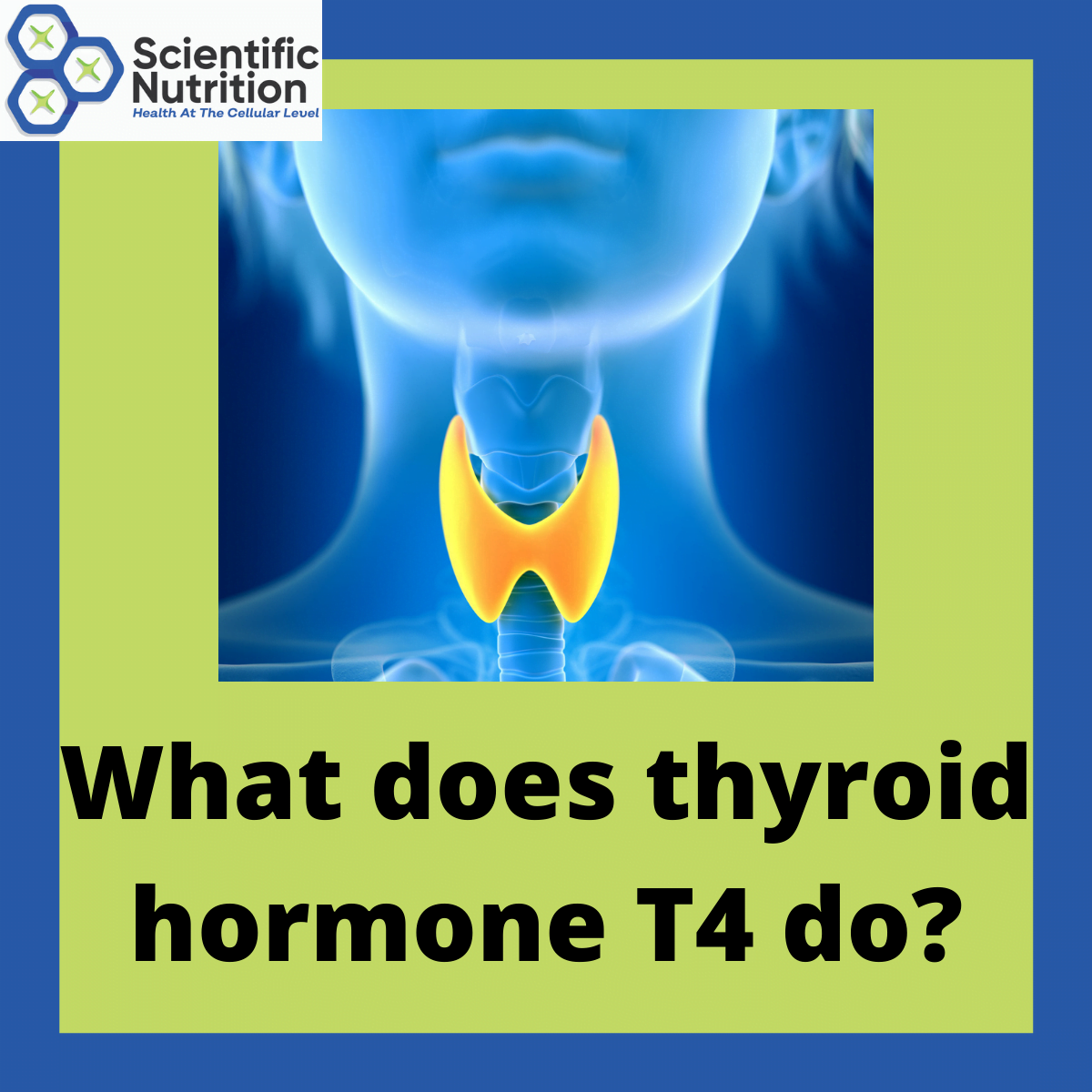 You are currently viewing What does your T4 thyroid hormone do and how to improve T4 conversion?