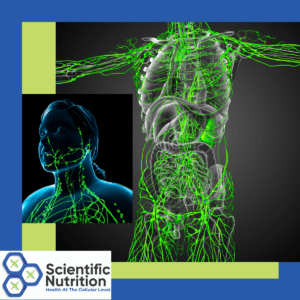 Read more about the article What does your Lymphatic System and Lymph Nodes do?