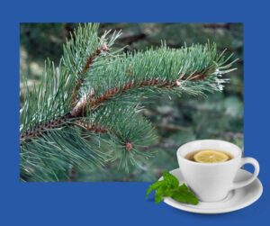 Use Pine Tree Tea to aid your natural immune system in fighting viruses.