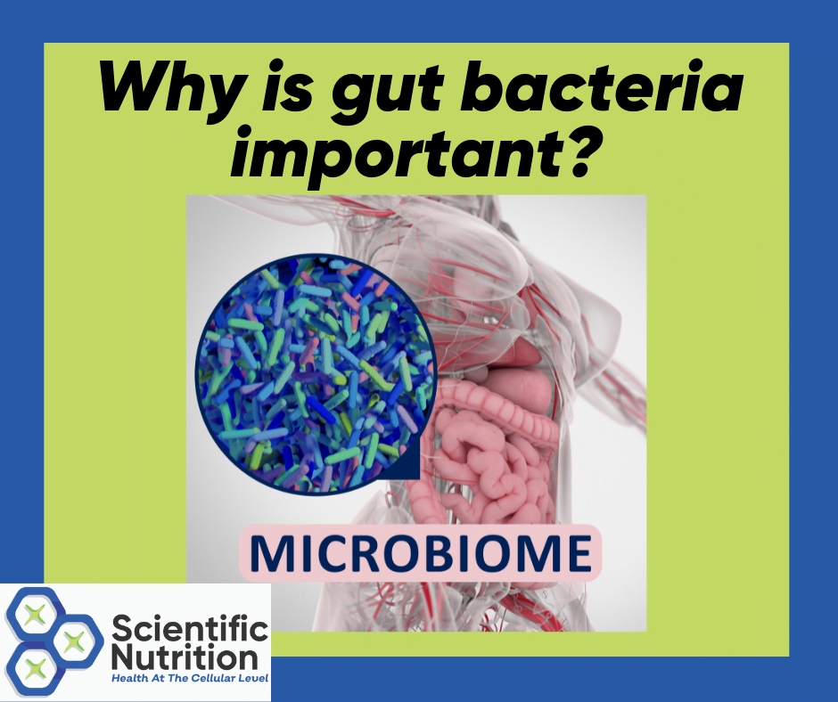 You are currently viewing Why is your gut to brain connection important?