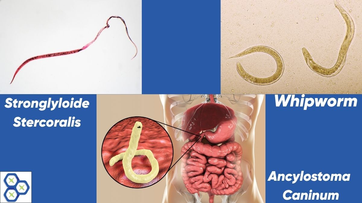 Educational chart showing common intestinal parasites including Strongyloides stercoralis, whipworms, and Ancylostoma caninum with a medical diagram of human digestive tract localization.
