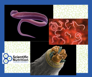 Parasites in humans are more common than you think. Are you harboring roundworms?