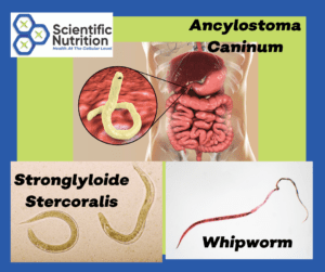 Roundworms come in many species, learn how they enter your body