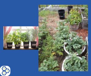 Read more about the article How to easily grow your own food!