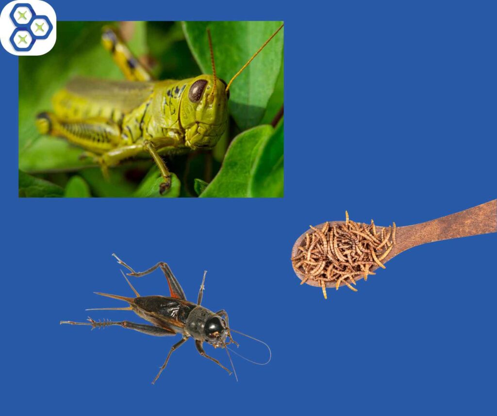 Insect Proteins, Why You Should Avoid Them - Scientific Nutrition Hair ...