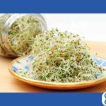 Energy-Boosting Sprouts: Nature’s Secret for Vitality