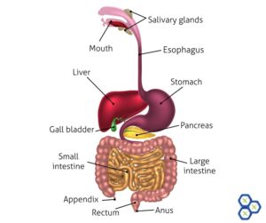 Fasting helps to clear toxins from all of your organs and cleanse the whole body down to the cellular level.