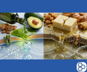 Read more about the article Healthy Fats for Brain Health: The Clinical Guide for Slow Oxidizers