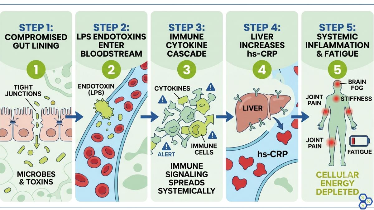 Step-by-step process flowchart showing how a compromised gut lining allows LPS endotoxins to enter the bloodstream, activating a cytokine cascade, increasing liver hs-CRP production, and causing systemic inflammation and fatigue. Scientific Nutrition brand colors.