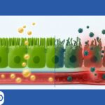 Microbiome Gut Health: The HTMA Guide to Lowering CRP & Toxins