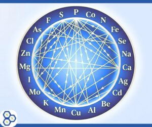 Read more about the article Mineral Balancing: The Definitive HTMA Guide to Ratios, Oxidation & Heavy Metals