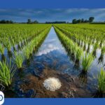 Arsenic in Rice: Brands, Health Risks & Safe Prep