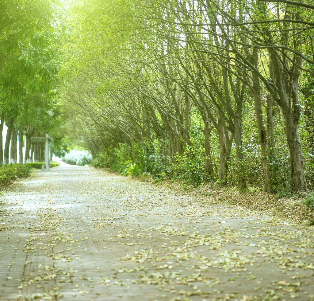 empty road in summer